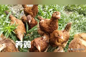 早晨喂鸡，有什么忌讳，这三大忌注意避开，更有利于鸡的生长图片