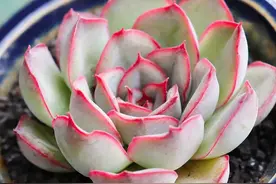 好看，好养，好度夏的12款多肉，你值得拥有图片