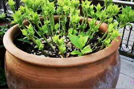 夏日6种花，必须狠狠剪，舍不得剪是“傻瓜”！影响下次开花！图片