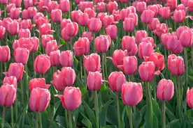 花可以带上飞机吗？图片