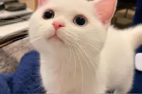 猫咪们把家门口的草地烧了，不知来年还能不能发出新草图片