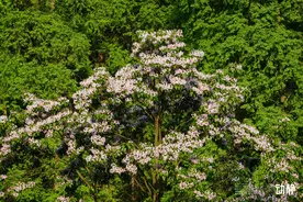 野性贵州 有问必答丨能长豆角的树！这对“堂兄弟”别再傻傻分不清了图片