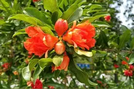 石榴树简介图片