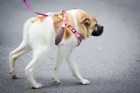 这些“长腿犬”，体型大到一般人不敢靠近图片