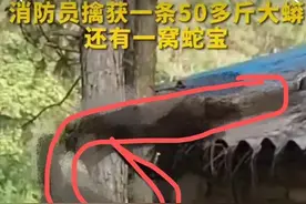 广东一鸡舍惊现“蟒蛇窝”！真的是吉兆吗？蛇为何能上下房顶自如图片
