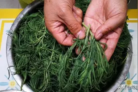 5月黄须菜正当季，比荠菜嫩比韭菜鲜，买10斤存冰箱，从夏吃到冬图片