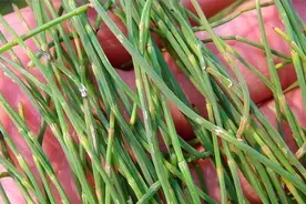 什么是节节草？提醒：老人用它来泡脚或许能解决多年“老问题”图片