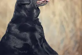 关于拉布拉多犬，这些特点告诉你好不好养图片