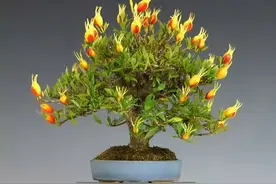 5种“小盆景”，又香又长寿，小苗很常见，养大“值千元”图片