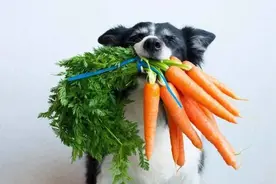 给狗子喂纯“素食”，还声称这是它自己的选择？图片