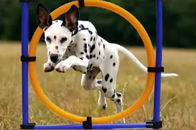 科学训狗｜坐下、躺下、握手、关门、捡球训练图片