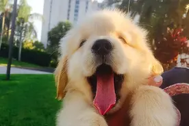 这4只“通人性”的狗狗，养到一只此生都无憾图片