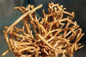 花盆里塞一把“豆子”，一整年不用施肥，土壤肥沃有劲，养花真好图片