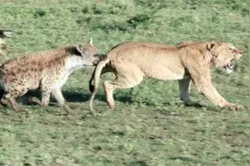 斑鬣狗掏肛吃到肠子会直接吞吗？肠道内的“粑粑”怎么办？图片