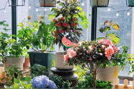 立冬后，这些花要“富养”，舍得“下本钱”，才能多开花图片