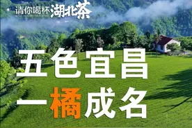 寻茶湖北 | 宜昌凭啥成为湖北颜值最高的茶产区？图片