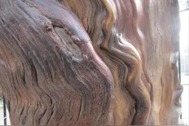 孔府里的古柏，千万别去“盘”它图片