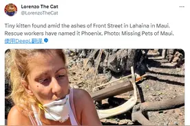 “美式救援”再现：1300人因夏威夷大火失踪，救援队却救出一只猫图片