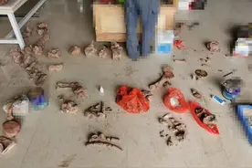 现实里的恐龙发掘，和模拟器游戏有什么区别？图片