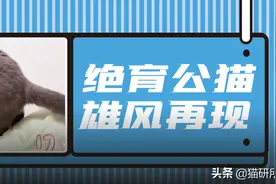 猫咪绝育后还骑别的猫，绝了个寂寞？图片