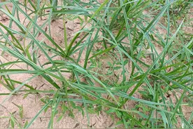 嫩叶似韭菜，根似地雷，农村遍地是，殊不知是珍贵的“妇科圣药”图片