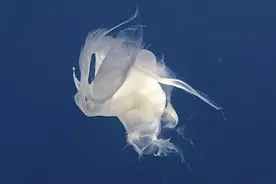 鲸鱼奶是什么味道？众多哺乳动物的奶都能喝，为何人类只爱牛奶？图片