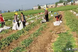 河南早熟鲜蒜上市，今年产量是多少？图片