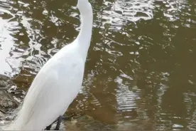 人生随笔：请客送礼说忌讳图片