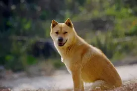 中华田园犬才是血统最高贵的狗？研究表明“土狗”是所有狗的祖先图片