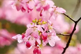 散文：岁月，因为走过而美丽；生命，因为经历而丰盈图片