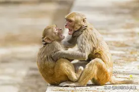 印度猴狗大战图片