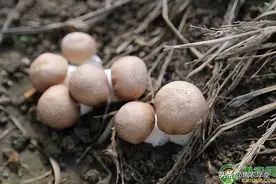 目前松茸菌价格多少钱一斤？松茸菌怎么保存时间长？图片