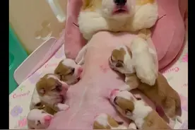 柯基妈妈生了十只狗宝宝，奶水刚好够分的，不多也不少全用上了！图片