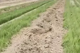 “这是犯罪！”河北种粮大户70亩麦田一夜间被毁，粮食危机已发生图片