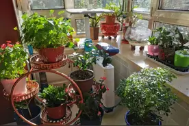 春季养花易生虫？教你3招，不用喷药就能“不生虫”，干净又卫生图片