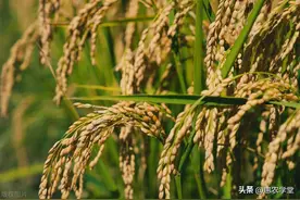 现在稻谷价格多少钱一斤？2022年稻谷最低收购价是多少？图片