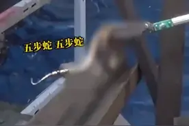 江西宜春 工地惊现一条有剧毒的五步蛇，工人发现后吓得报警求助图片