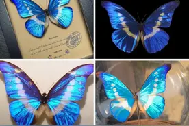 四种珍稀昆虫有价无市，抓到堪比中彩票图片