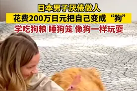 日本男子花10万元“变身”牧羊犬,学吃狗粮像狗一样玩耍,竟称梦想终实现图片