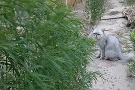 野菜之王——扫帚苗图片