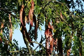 疯狂的皂荚树：热潮后被嫌弃，因能解除“卡脖子”危机又王者归来图片