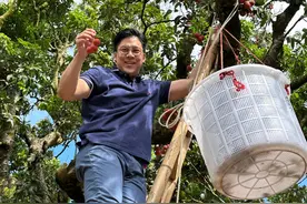 霍启刚广东爬树摘荔枝，60岁港姐富婆邝美云罕露面，生图美貌惊艳图片