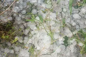 8分钟冰雹空袭文登西洋参核心产区现场实录，农民战天斗地腰不弯图片