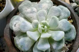 花草长虫，得“白粉病”不知所措？看老婆“暴力手段”瞬间解决图片