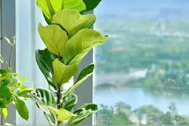 网红绿植琴叶榕，都说不好过冬？注意好3个问题，安全过冬无压力图片