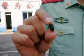 比眼镜王蛇更毒！国家明令禁止的织纹螺，误食一颗就能致人死亡图片