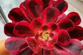 法师的叶子很臭，像鲱鱼罐头，养法师要慎重，有些品种不要养图片