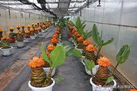 美得令人窒息的地涌金莲切花 斗南花市缘何难见其踪？图片