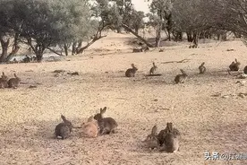 盘点8种繁殖能力超强的动物图片