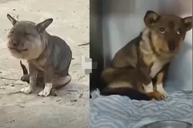 脑袋比身体还大！“蜜蜂小狗”走红，好心人驱车300公里救治：现脸已完全消肿，严重缺乏营养致体型瘦小图片